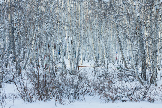 冬季大雪白桦林