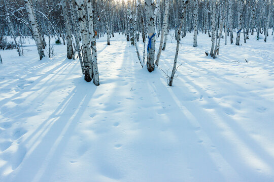 雪原逆光白桦林