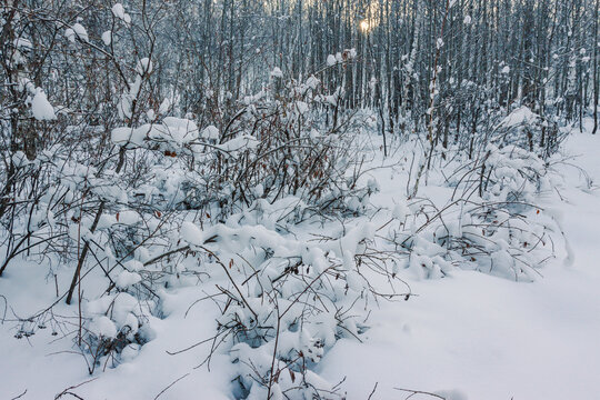 冬季大雪森林白桦林