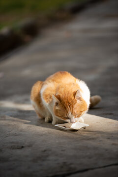 流浪猫