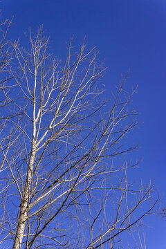 冬日蓝天下的树木