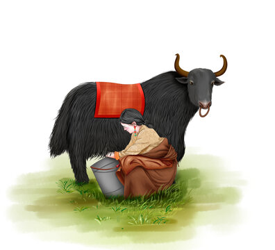 藏族人物黑牦牛挤奶
