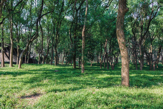 杭州植物园树林