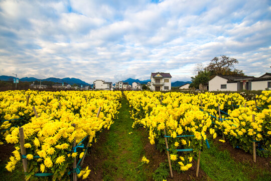 皖南山村菊花田