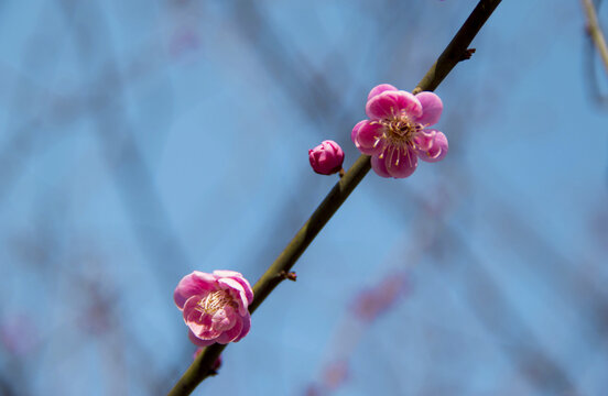 一枝梅花