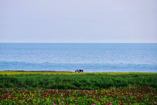 青海湖边