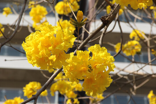 广东东莞黄花风铃木