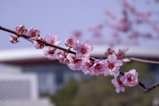 二月梅花