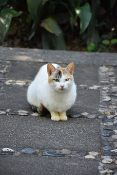 三花猫