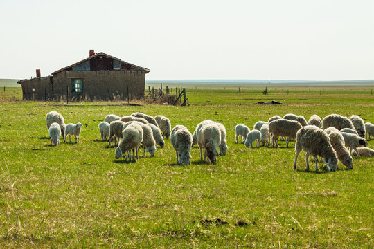 春天草原羊群