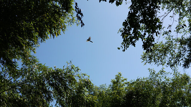 竹林天空