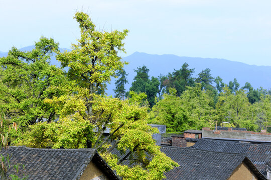 桂林市海洋乡银杏景观