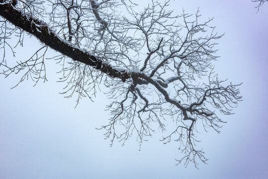 雪中树枝