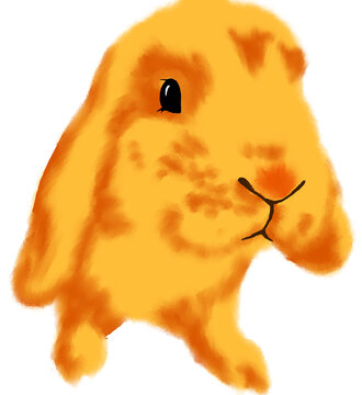 黄色兔兔