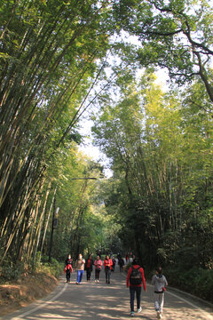 竹林小路