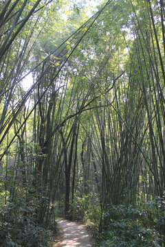 竹林小路