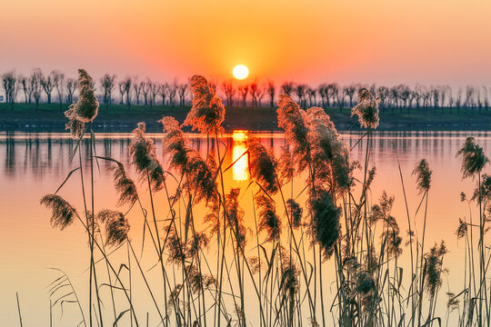 夕阳湖水芦苇