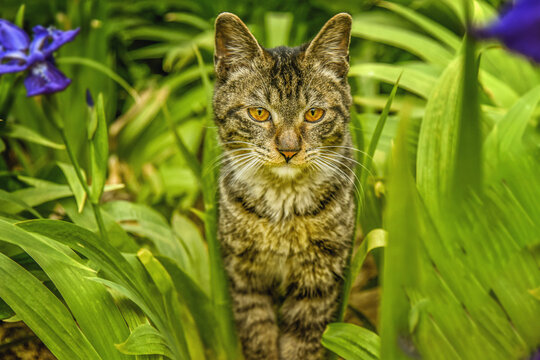 春天里的流浪猫