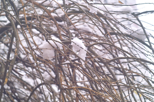 雪挂枝头