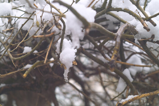 雪挂枝头