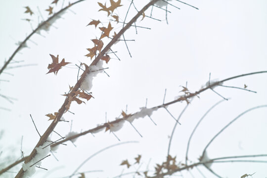 雪中黄叶