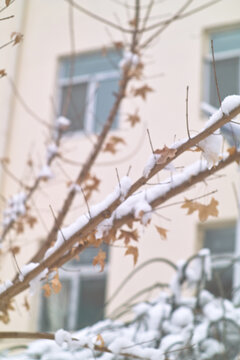 雪中黄叶