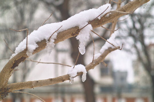 雪中树枝