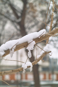 雪中树枝