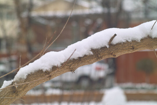 雪中树枝