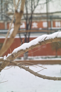 雪中树枝