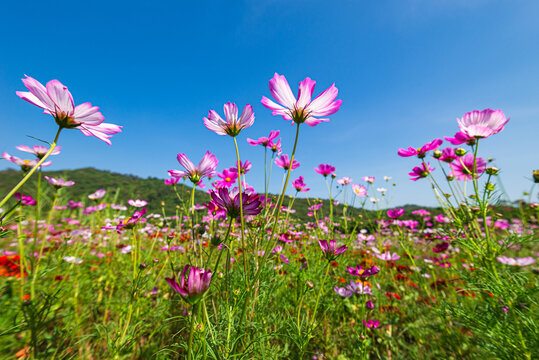 格桑梅朵花海