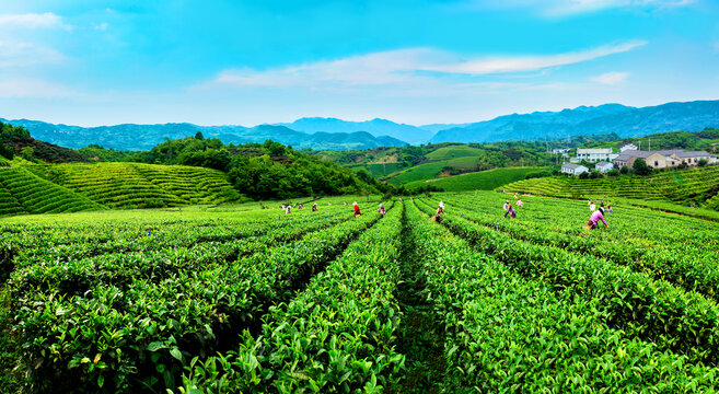 茶山