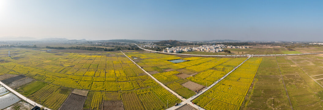 田园油菜花