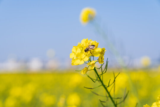 田园油菜花