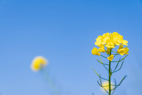 田园油菜花