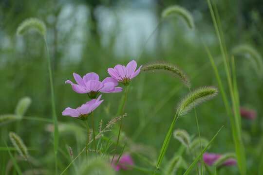 格桑花和狗尾草