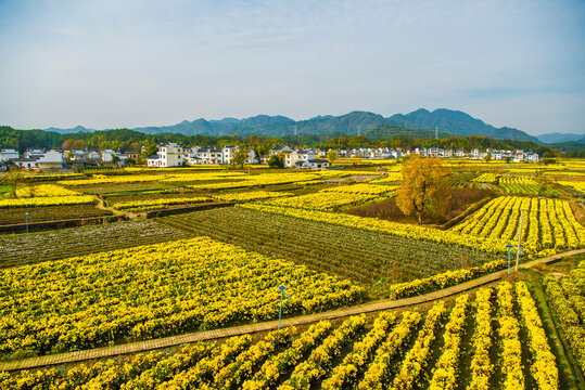 徽州菊花田