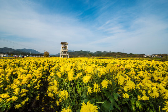 徽州菊花田