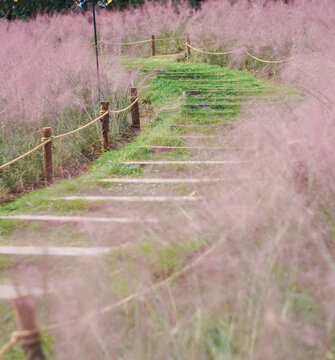 紫色步梯