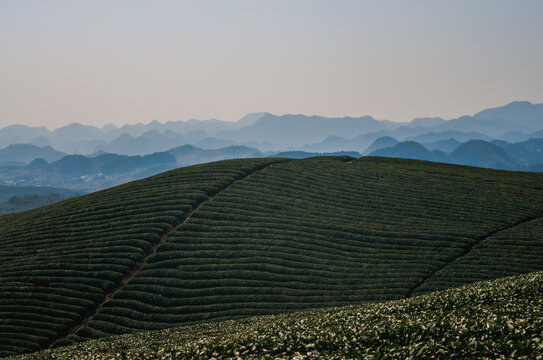 茶山