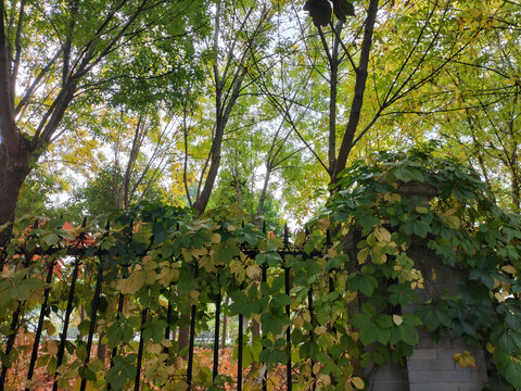 学校栅栏上的绿叶