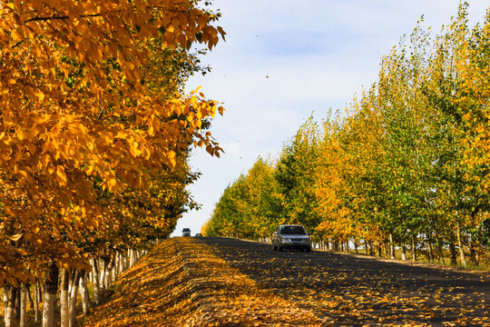 秋季公路树林