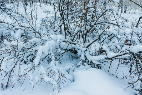 大雪树枝树丛