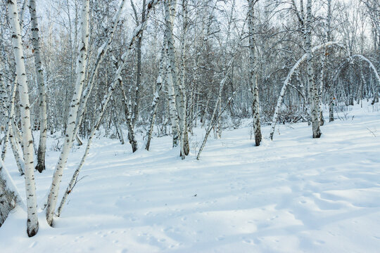 冬季大雪白桦树林