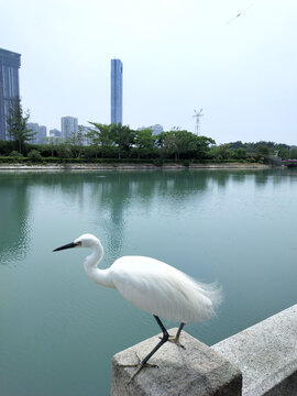 湖边的小白鹭