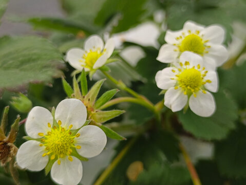 拍摄草莓花