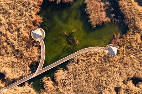 俯视金秋湿地芦苇荡景观廊桥