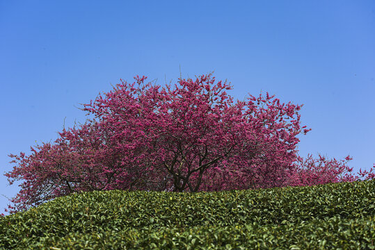 福建永福台品樱花茶园