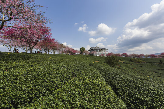 福建永福台品樱花茶园