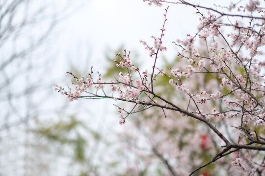 成都涴花溪白色腊梅